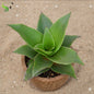 Callisia Fragrans