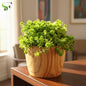 Sedum Green Mini