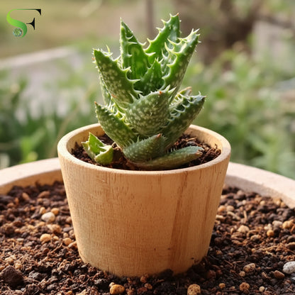 Aloe Juvenna