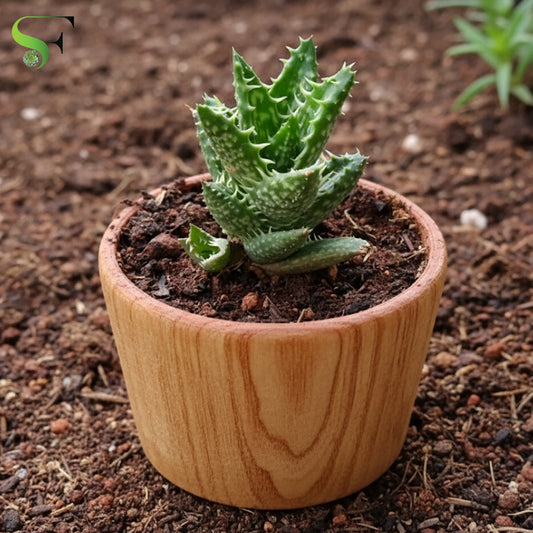 Aloe Juvenna