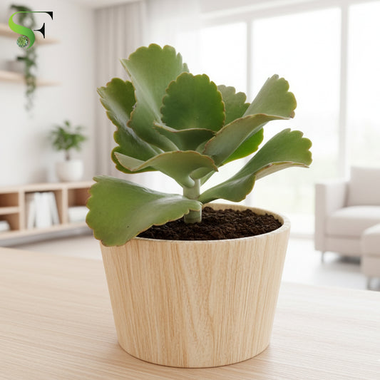 Kalanchoe longiflora