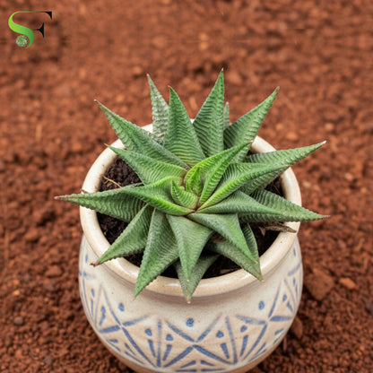 Haworthia Limifolia - S13