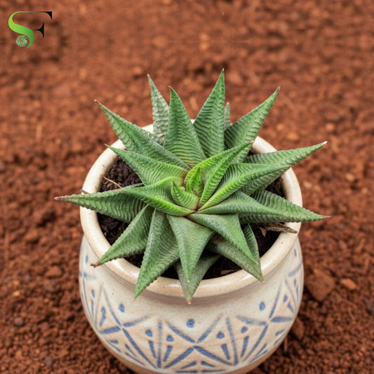 Haworthia Limifolia - S13