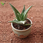 Aloe Christmas Carol