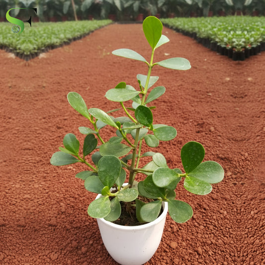 Ficus Microcarpa