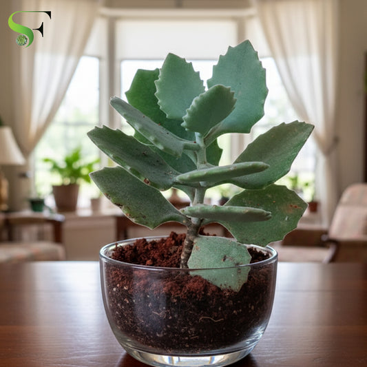 Kalanchoe Kalamill Millotii
