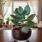 Kalanchoe Kalamill Millotii