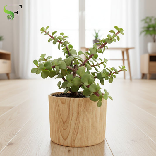 Elephant Bush Jade