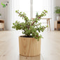 Elephant Bush Jade