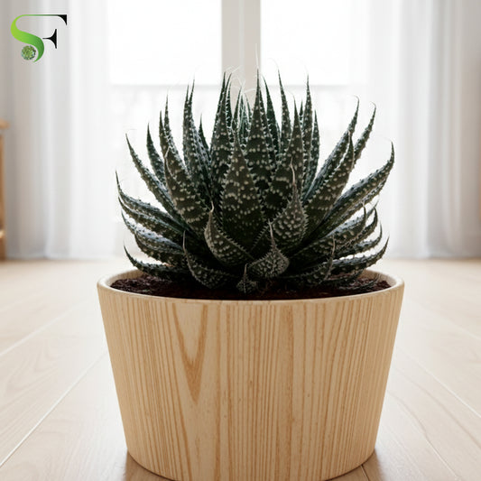 Aloe Aristata