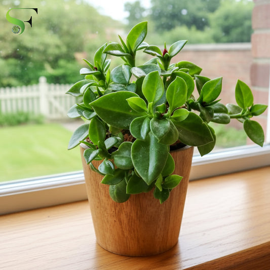Baby Sun Rose | Aptenia Cordifolia Green