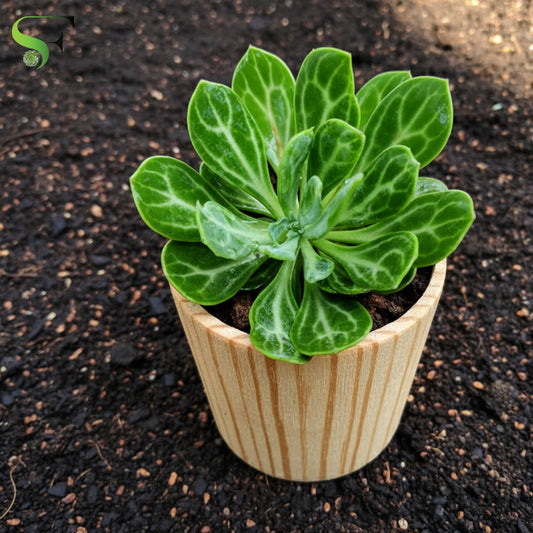 Senecio Obovatus -H122