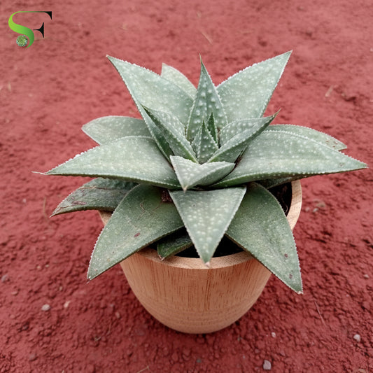 Haworthia Savanna - H307