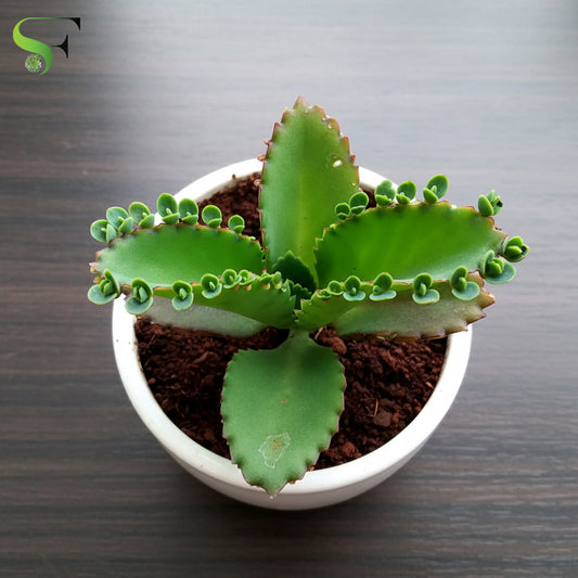 Kalanchoe Laetivirens "mother of thousand"