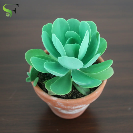 Kalanchoe tetraphylla green- H94