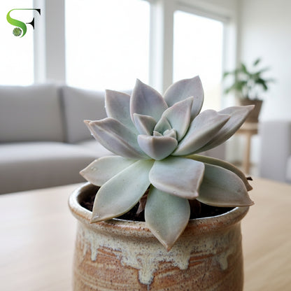 Graptopetalum paraguayense H11