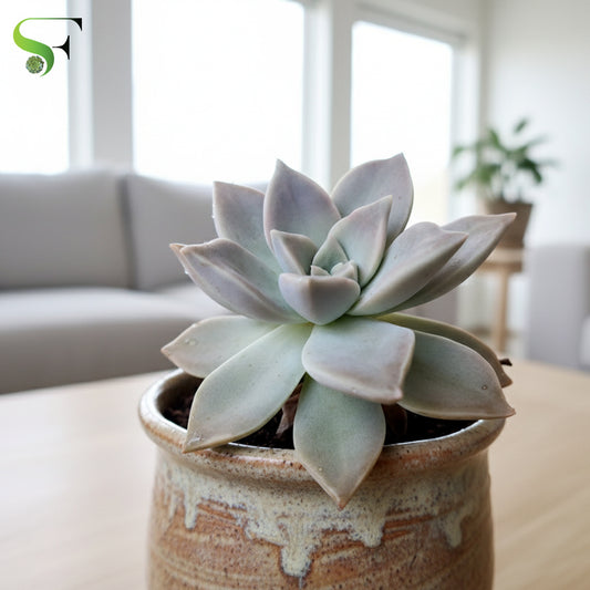 Graptopetalum paraguayense H11