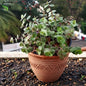 Callisia Repens (Turtle Vine)