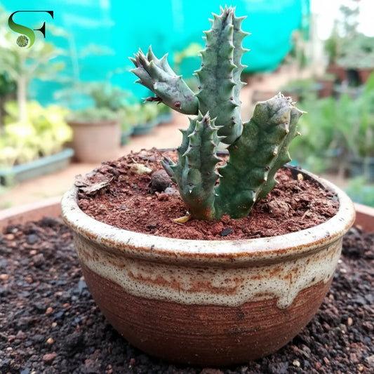 Euphorbia Fimbriata
