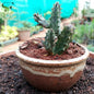 Euphorbia Fimbriata