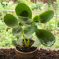 Kalanchoe - H78