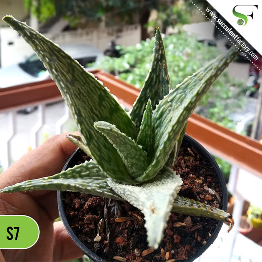 Aloe Christmas Carol