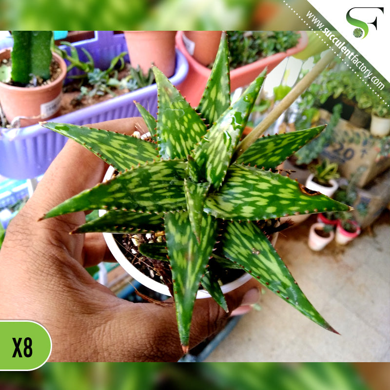 Aloe Piranha