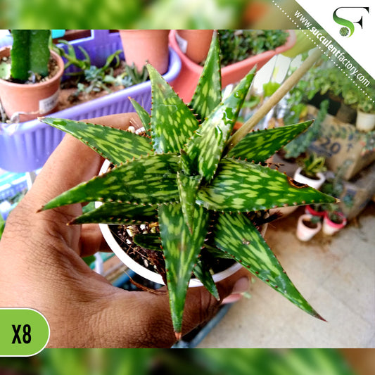 Aloe Piranha
