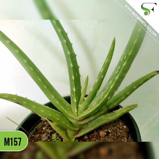 Aloe Vera