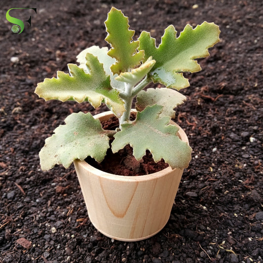 Kalanchoe 'Oak Leaf'