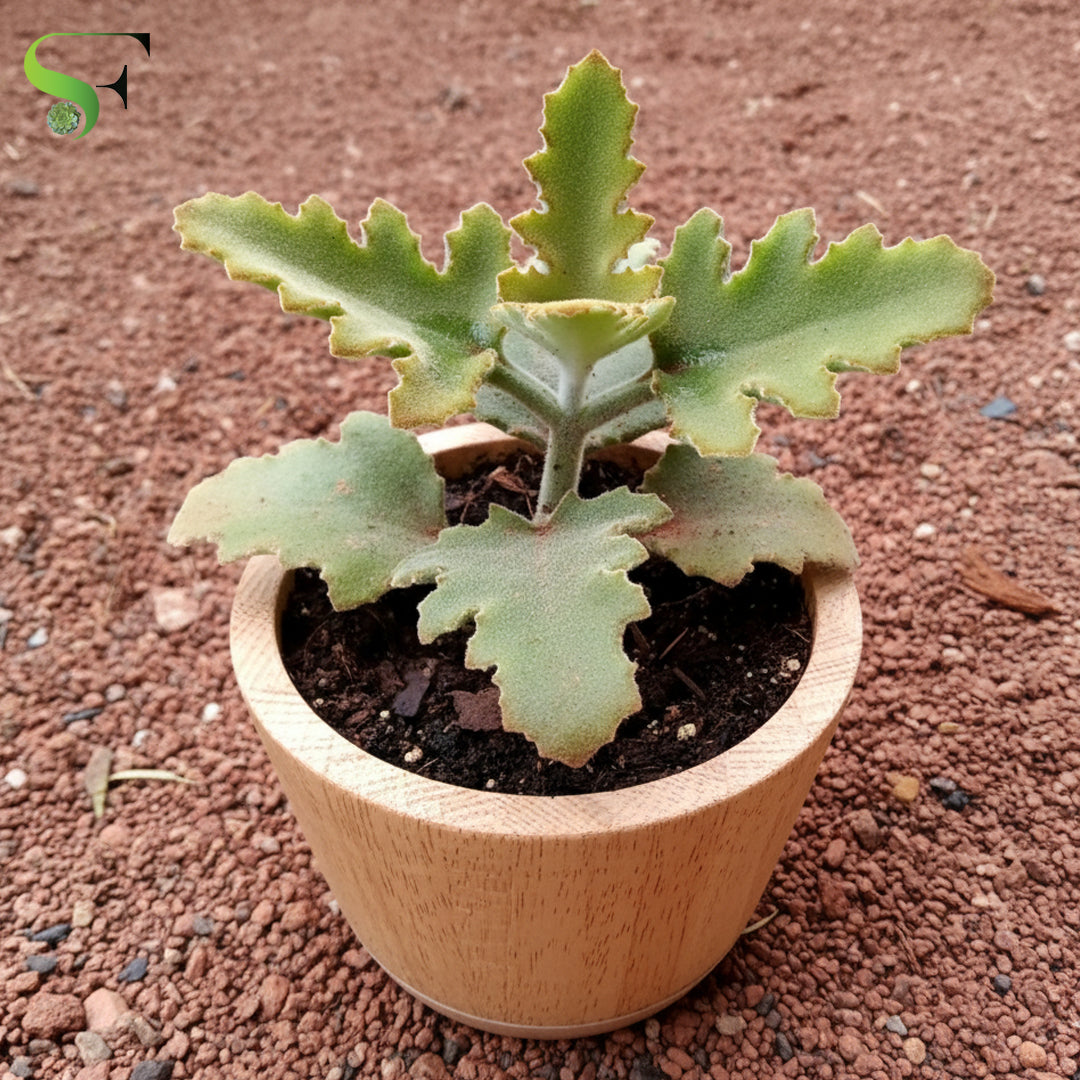 Kalanchoe 'Oak Leaf'