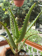 Aloe Arborescens