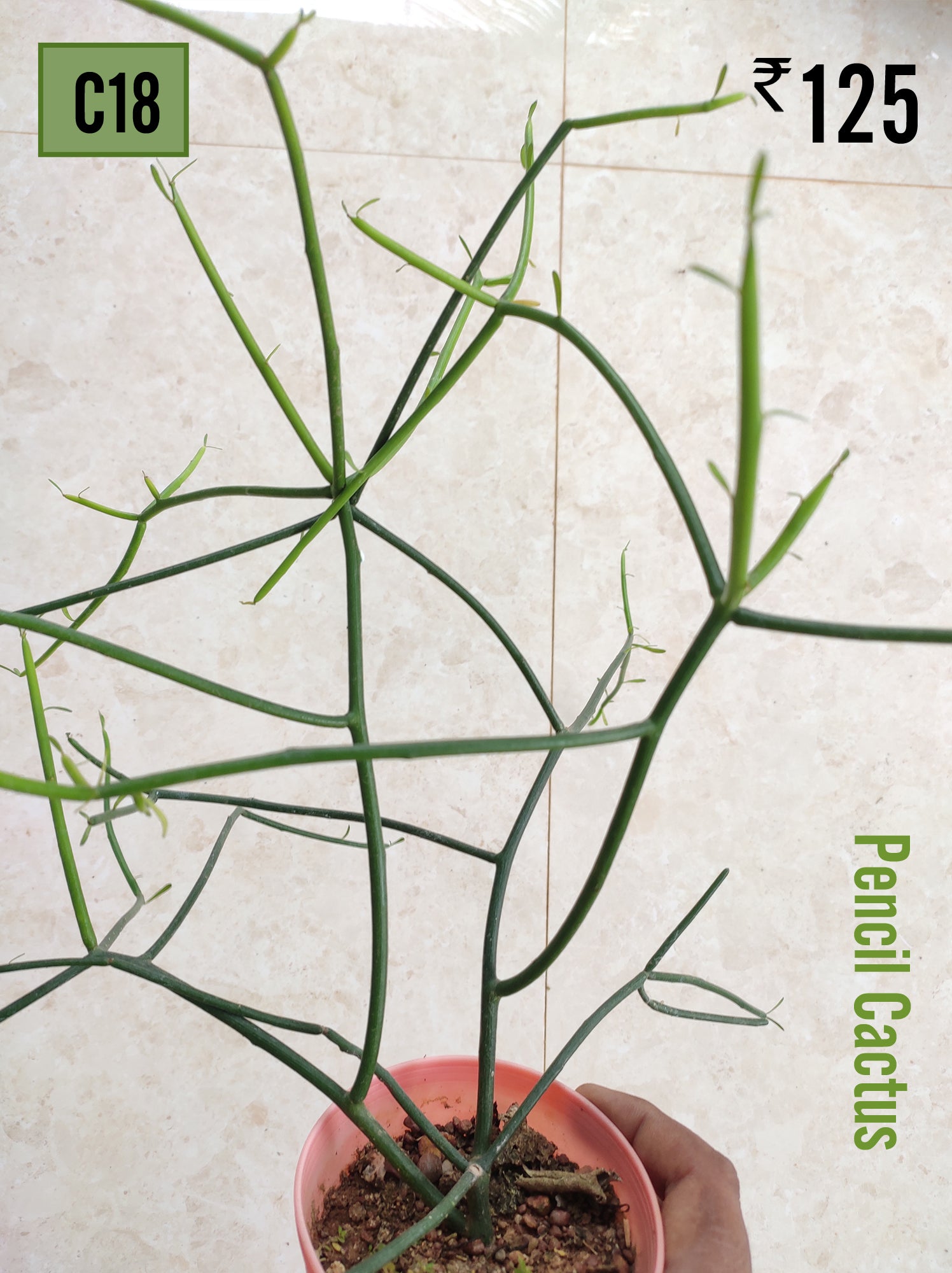 pencil cactus leggy Pencil Cactus – Succulent Factory India