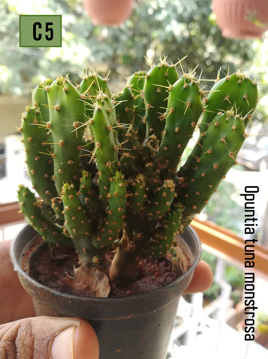 Opuntia Tuna Monstrusa