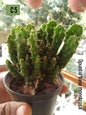 Opuntia Tuna Monstrusa