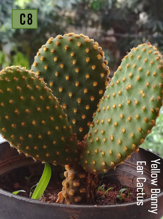 Opuntia YELLOW