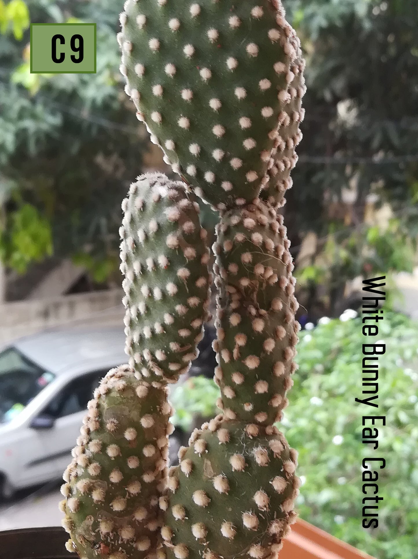 Opuntia WHITE