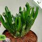 Crassula Hobbit