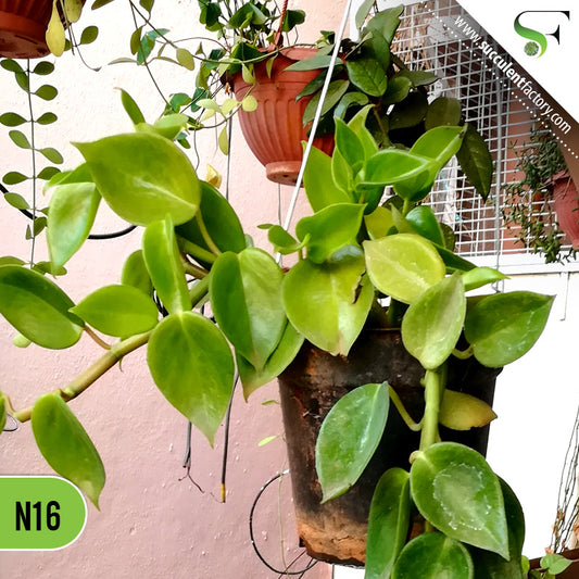 Cupid Peperomia