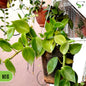 Cupid Peperomia