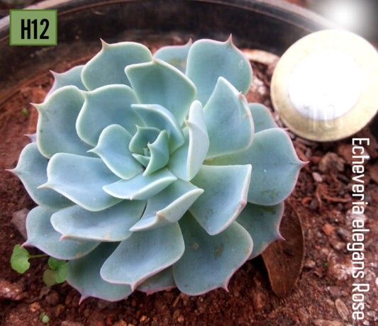 Echeveria Blue Sky