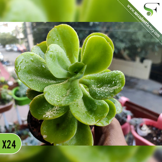 Echeveria Green Spoon