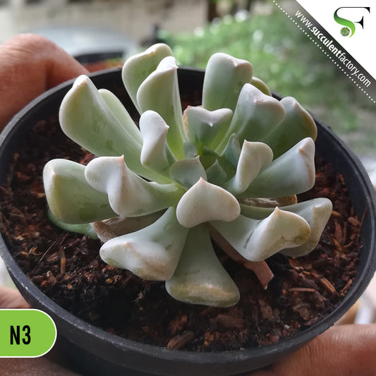 Echeveria runyonii 'Topsy Turvy'