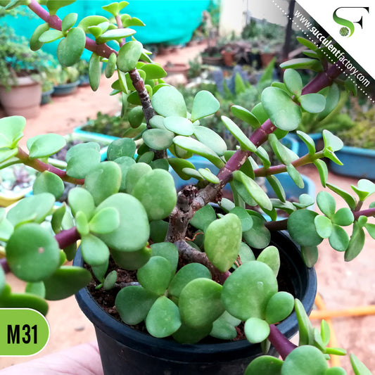Elephant Bush Jade