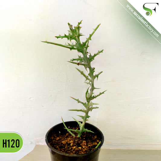 Euphorbia Stenoclada Baill