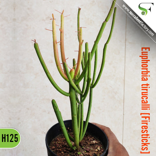 Euphorbia Tirucalli 'Firesticks'