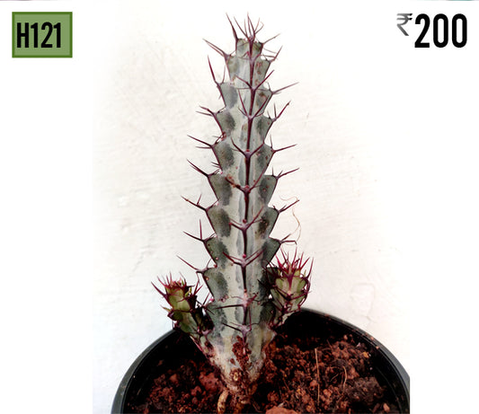 Euphorbia aeruginosa H121