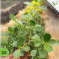 Ficus Microcarpa