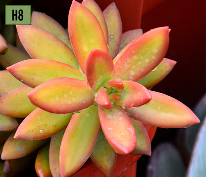Sedum Adolphii 'Firestorm'