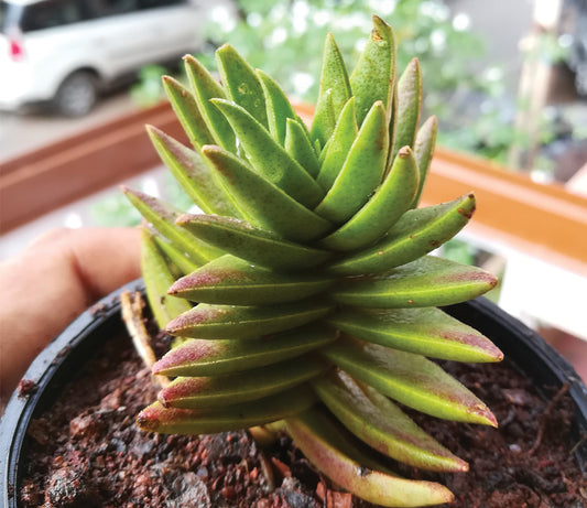 Crassula capitella - Jain temple -H10